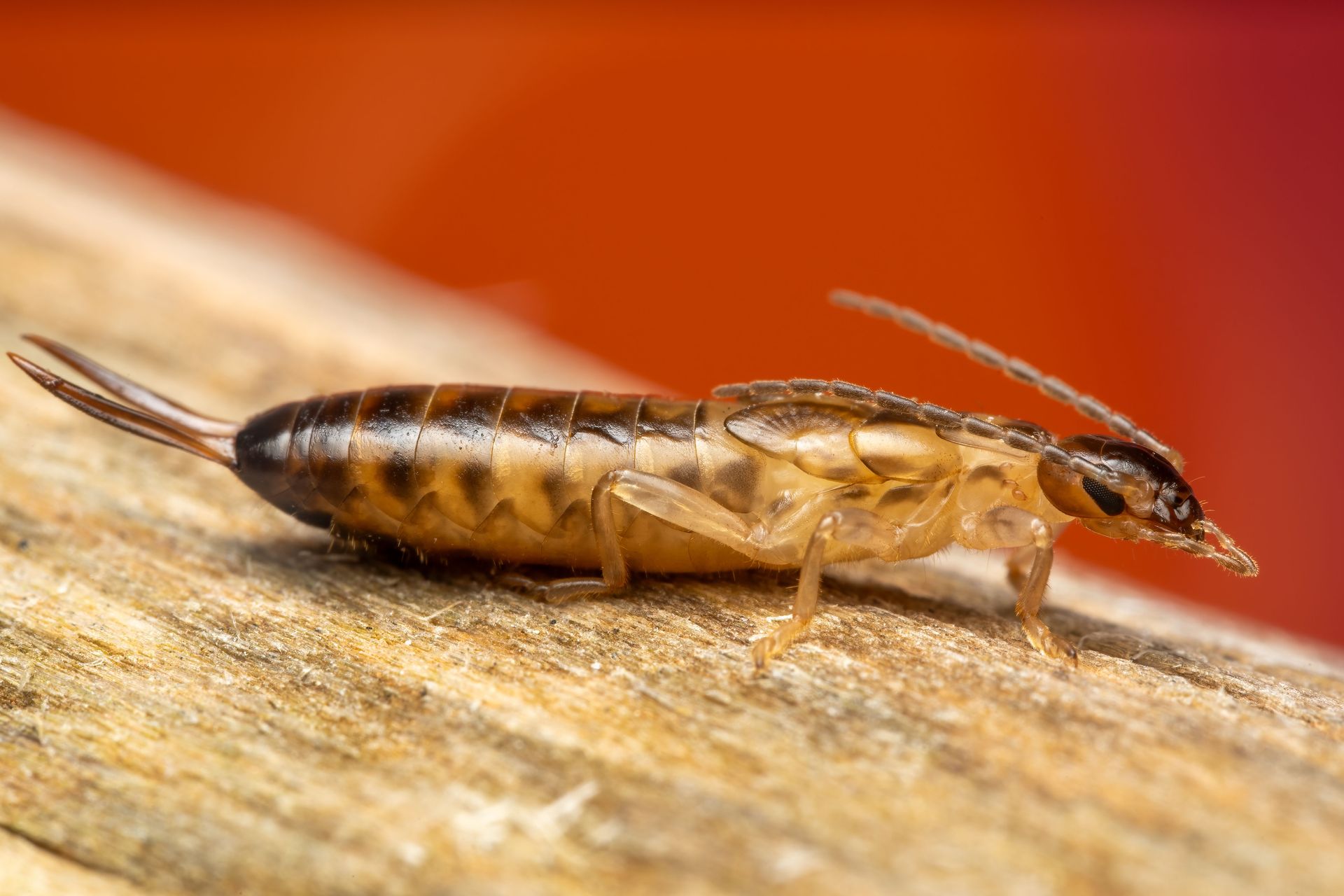 Detailed macro shot of an earwig on a wooden surface in natural setting.